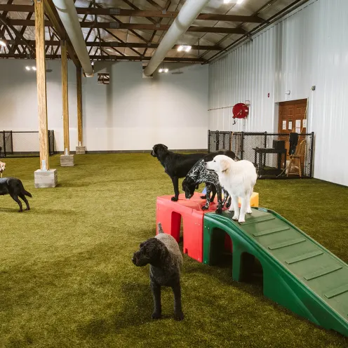 dogs playing on green plastic slide
