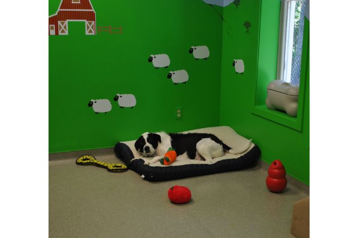 Comfy Dog at Oakhurst Daycare