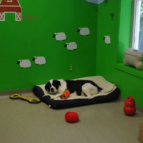 Comfy Dog at Oakhurst Daycare Comfy Dog at Oakhurst Daycare