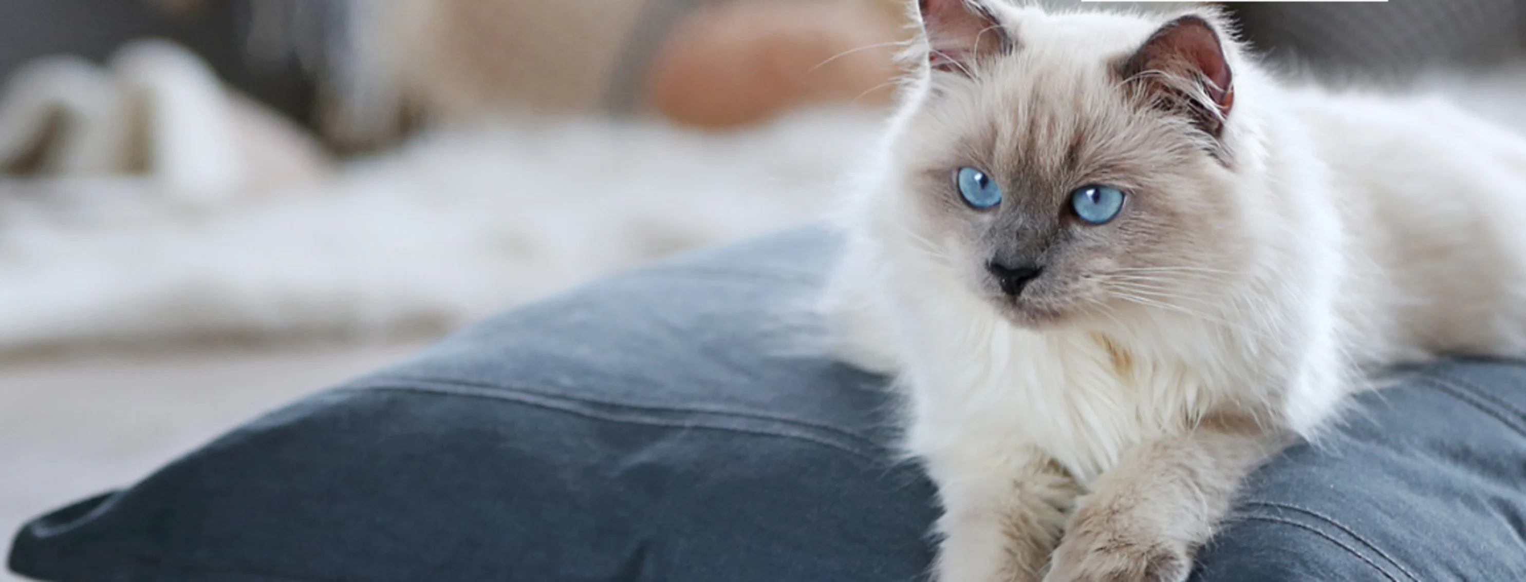 Cat Laying on a Pillow