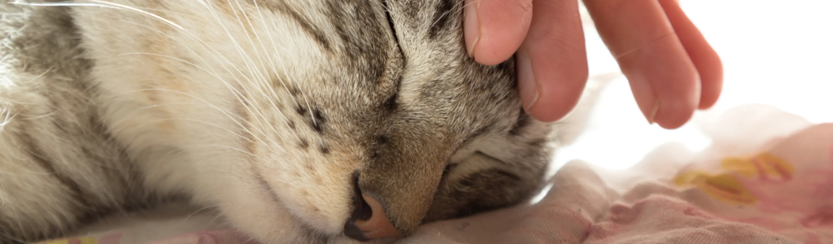 Close Up of Hand Petting Sleeping Cat Close Up of Hand Petting Sleeping Cat