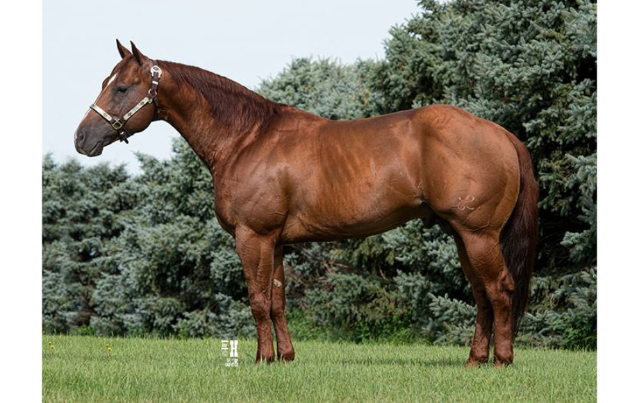 Abraham's Equine Clinic - RL Styling Rey