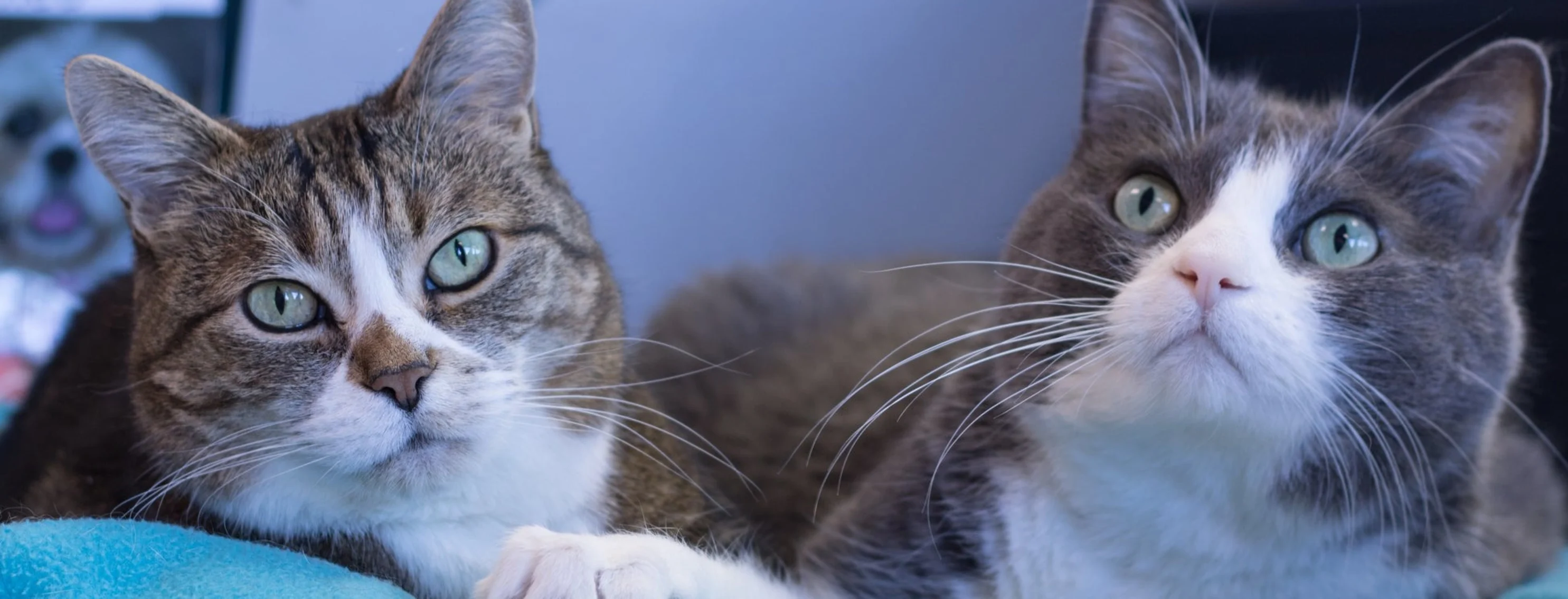 Two clinic cats on a blanket Two clinic cats on a blanket