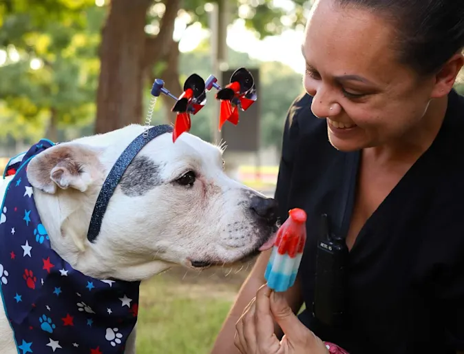 Staff holding a popsicle towards a dog. Staff holding a popsicle towards a dog.