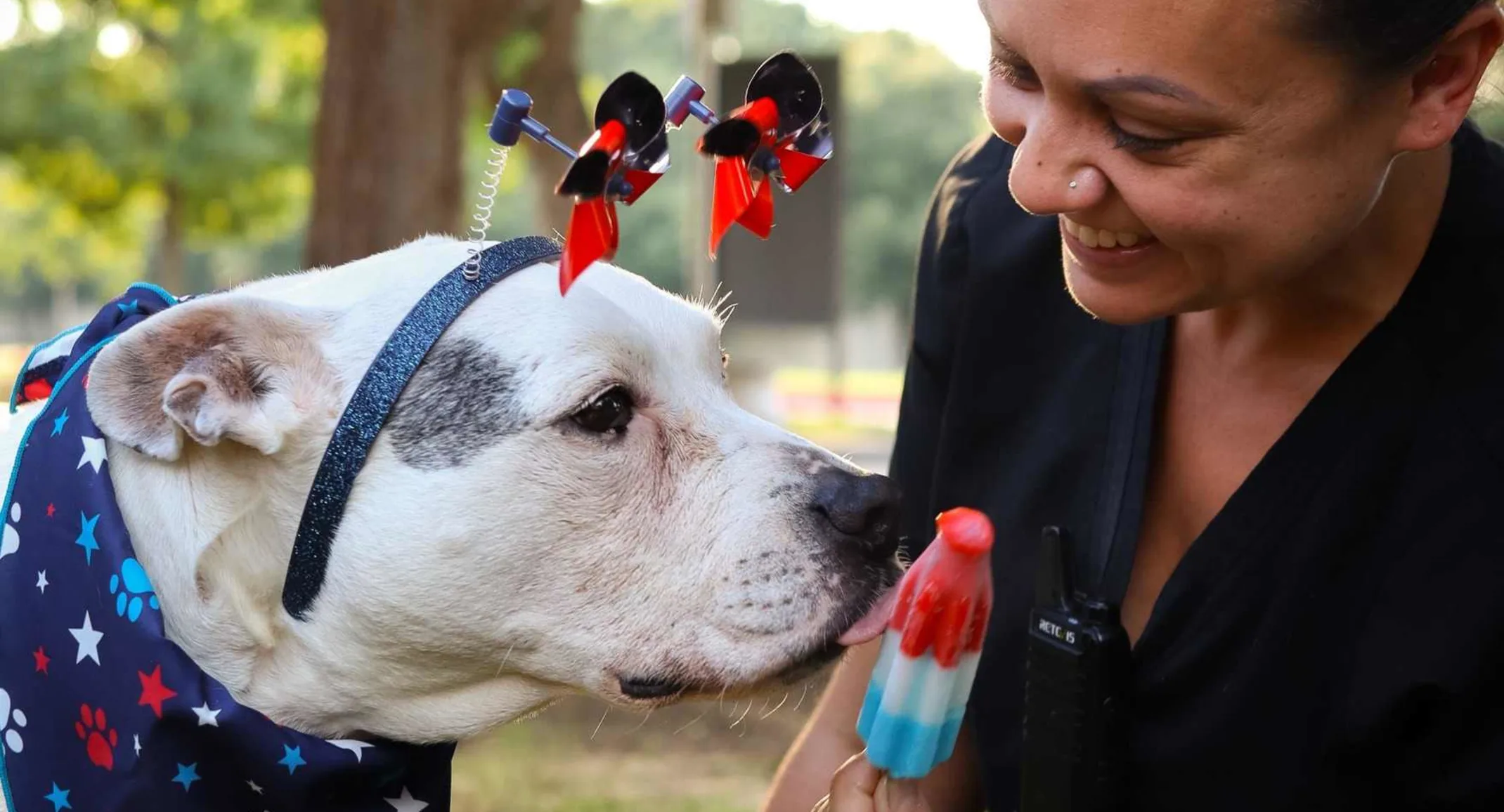Staff holding a popsicle towards a dog. Staff holding a popsicle towards a dog.