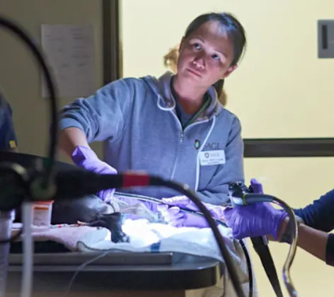 Three Veterinarians examining a dog with medical equipment