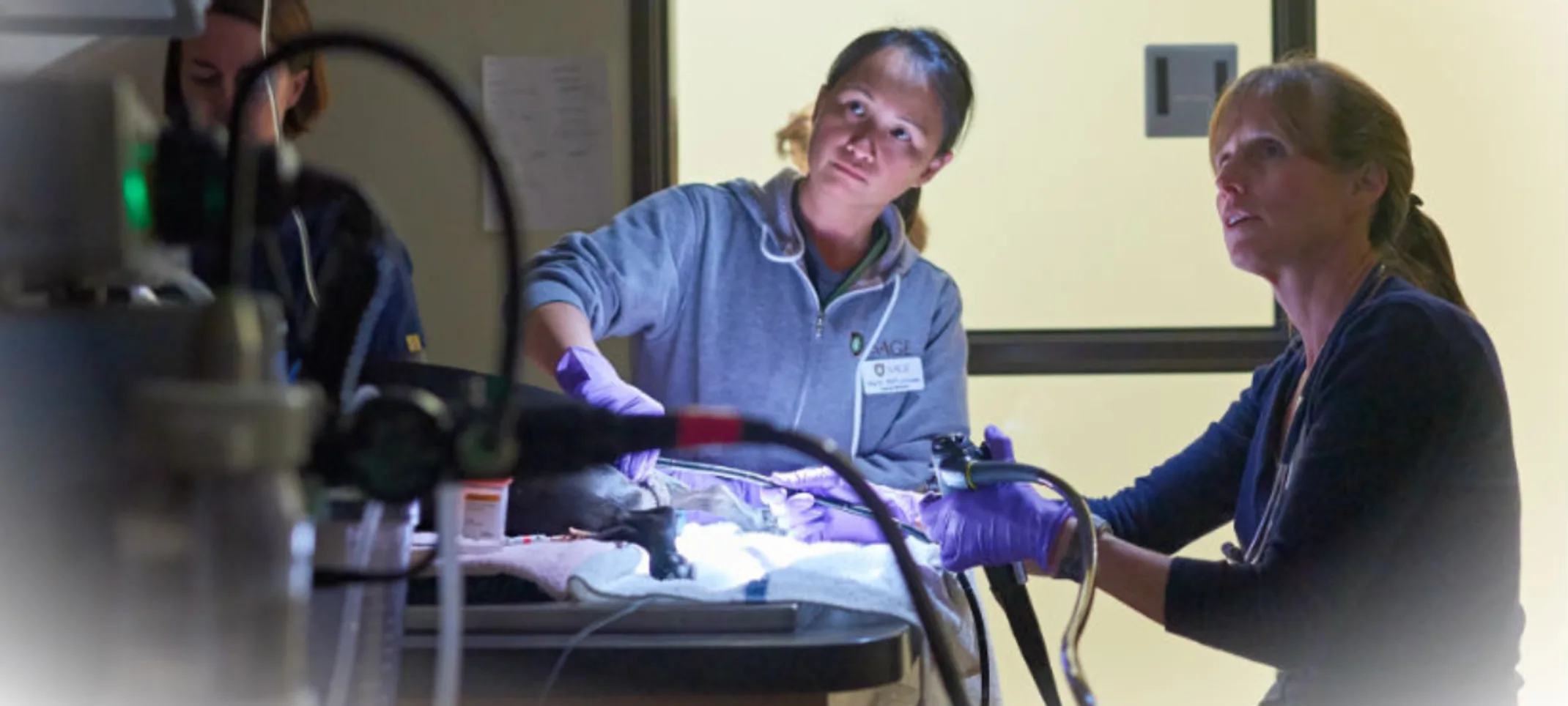 Three Veterinarians examining a dog with medical equipment