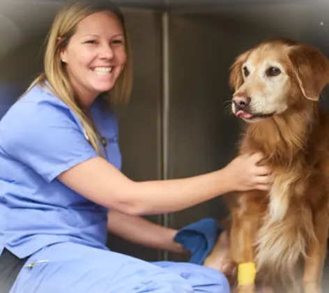 Veterinarian with a brown dog post-examination