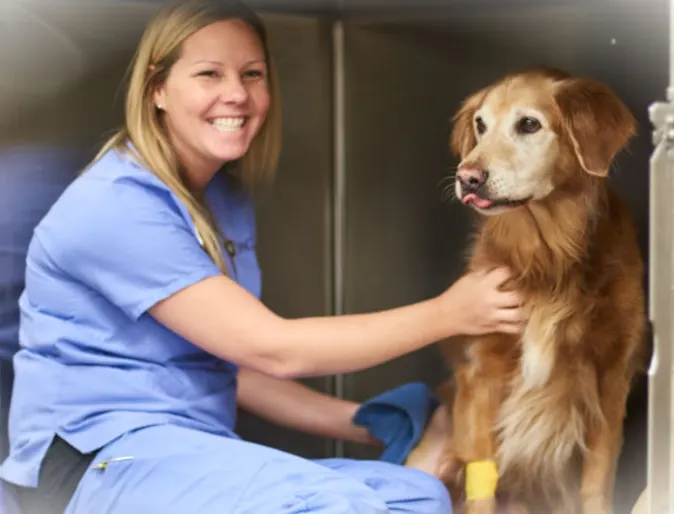 Veterinarian with a brown dog post-examination Veterinarian with a brown dog post-examination