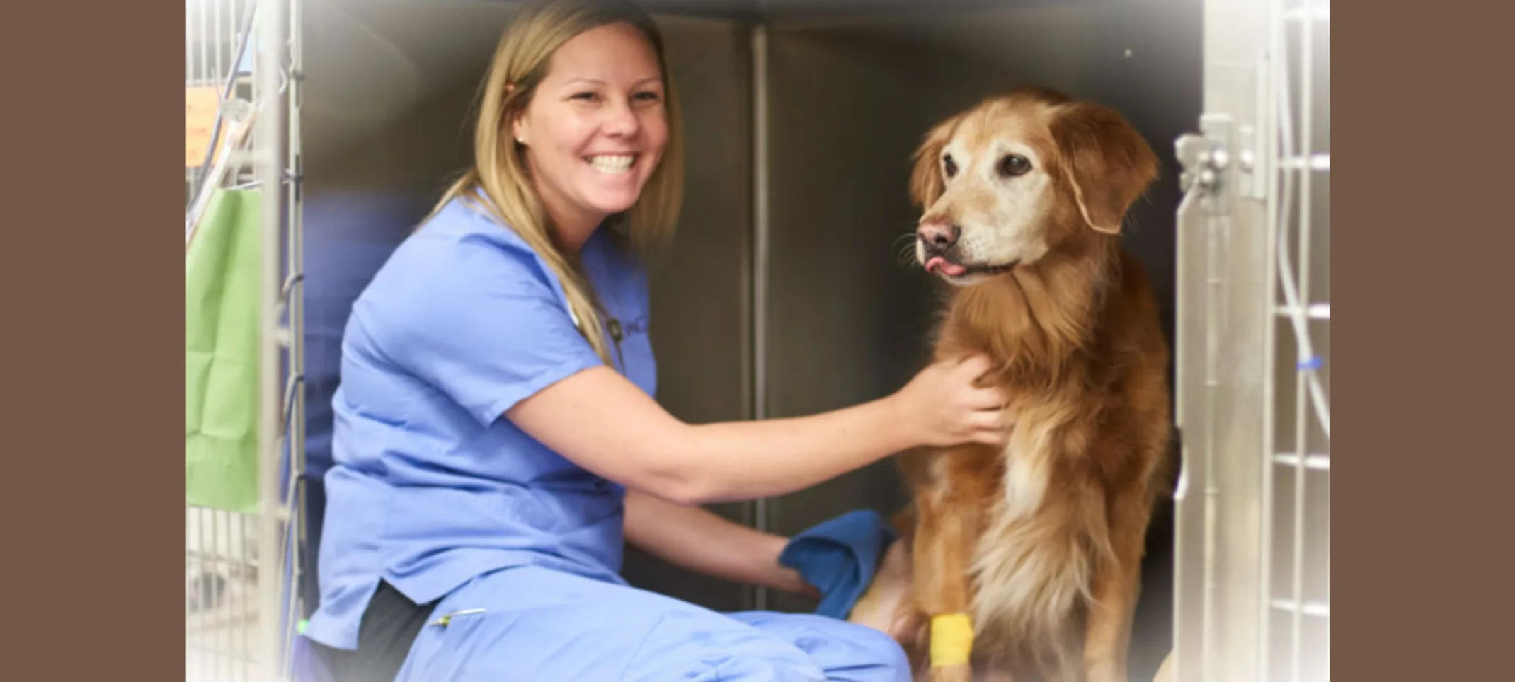 Veterinarian with a brown dog post-examination