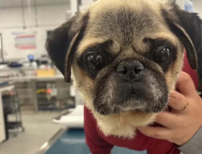 Staff member holding a cat Staff member holding a cat