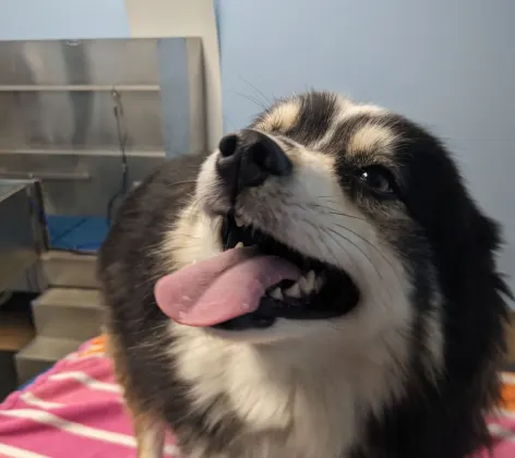 Smiling dog with its tongue out standing on a table