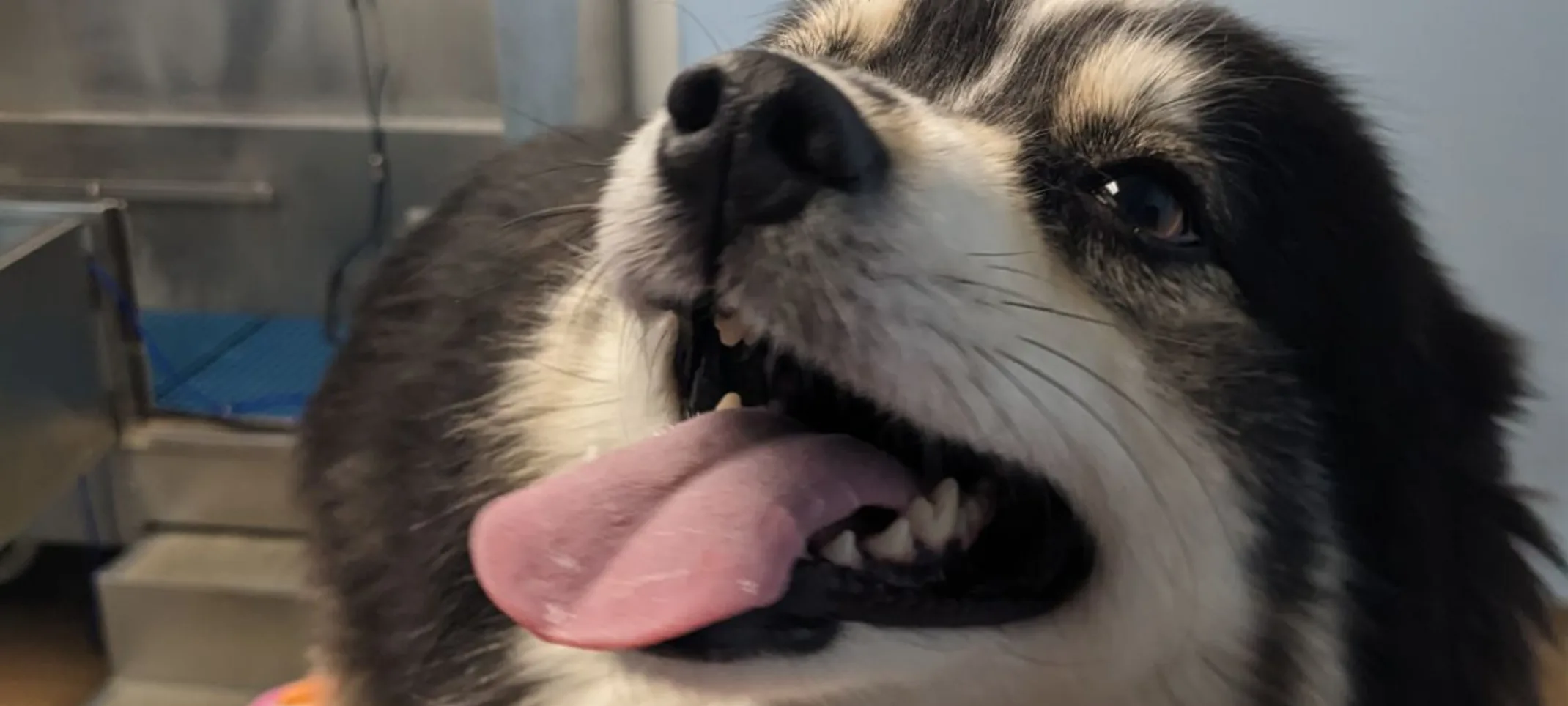 Smiling dog with its tongue out standing on a table