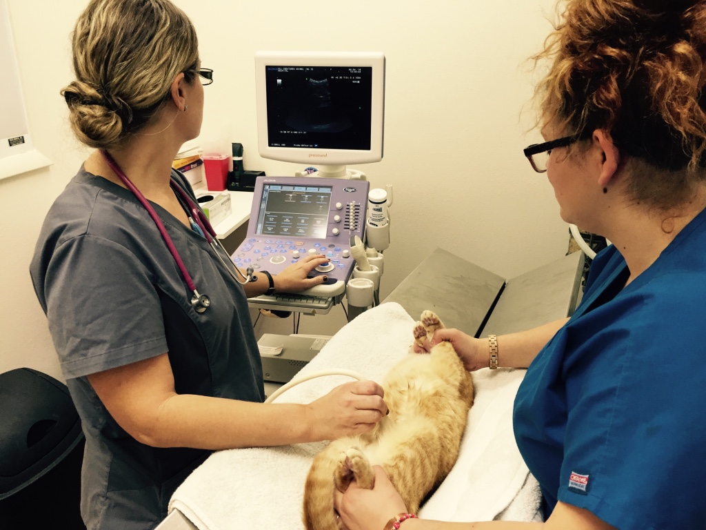 All Creatures - Florida Ultrasound