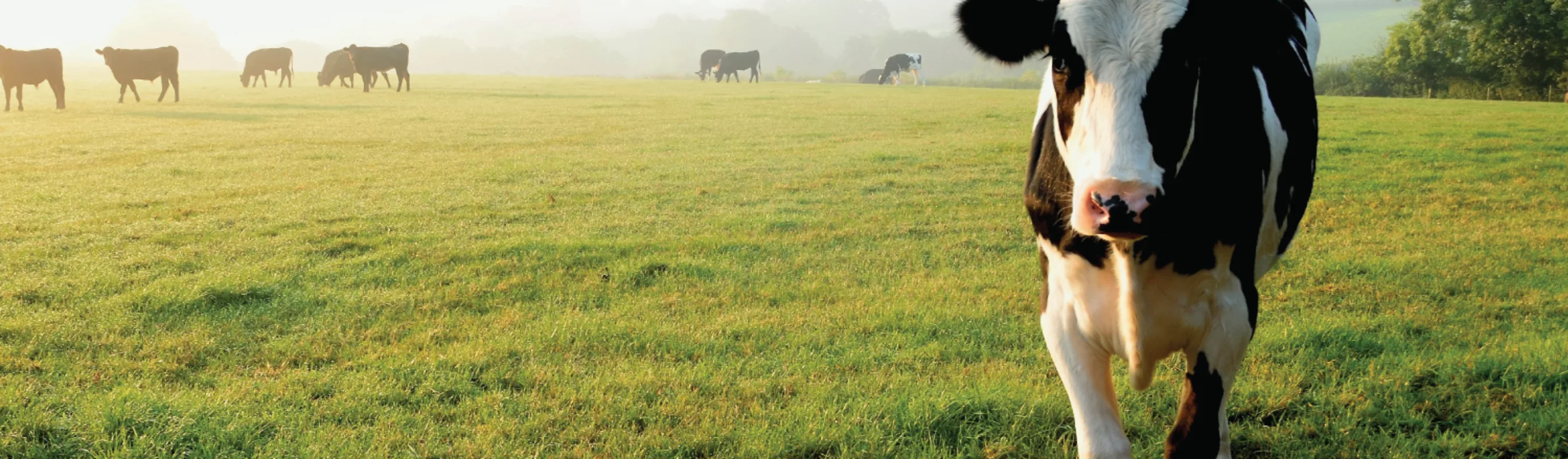 Cow walking around in grass