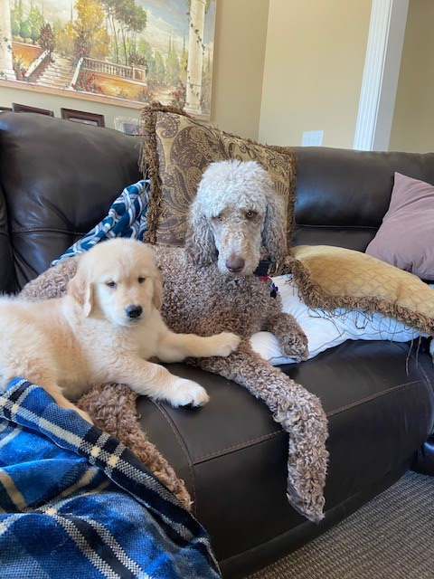 Dog and Puppy on Couch
