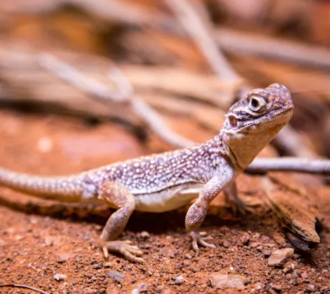 Gecko Gecko
