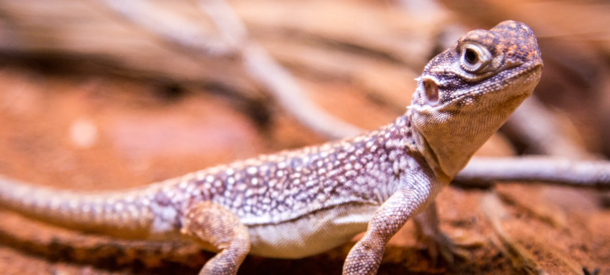 Gecko Gecko