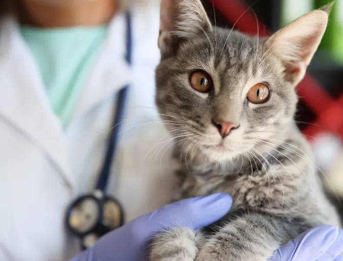 Veterinarian Holding Gray Cat Veterinarian Holding Gray Cat