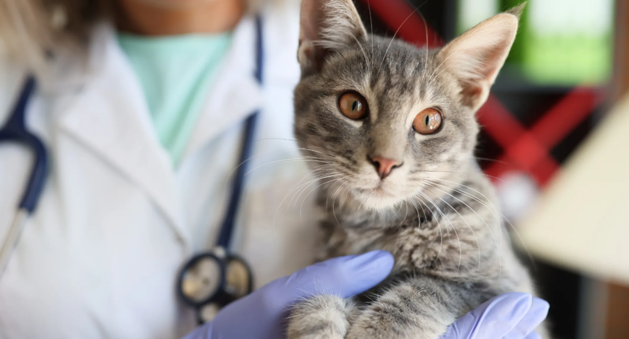 Veterinarian Holding Gray Cat Veterinarian Holding Gray Cat