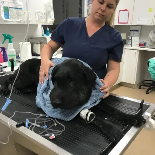 Payson Pet Care staff member prepares dog for exam 