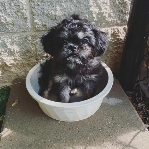 Puppy sitting in white bowl at Hill Country Animal Hospital