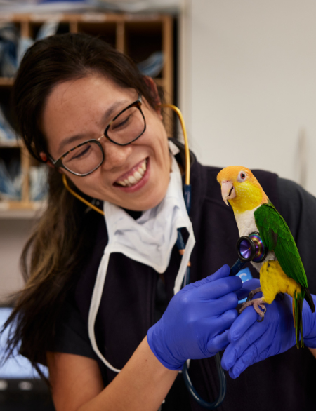 Vet holding parrot