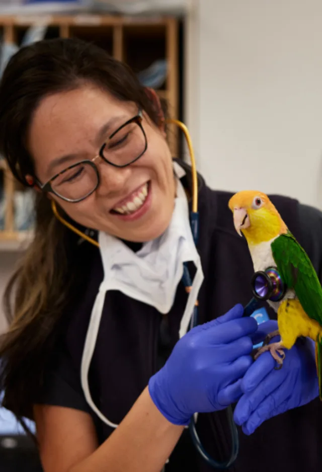 Vet holding parrot Vet holding parrot
