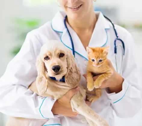 Vet holding dog and cat Vet holding dog and cat
