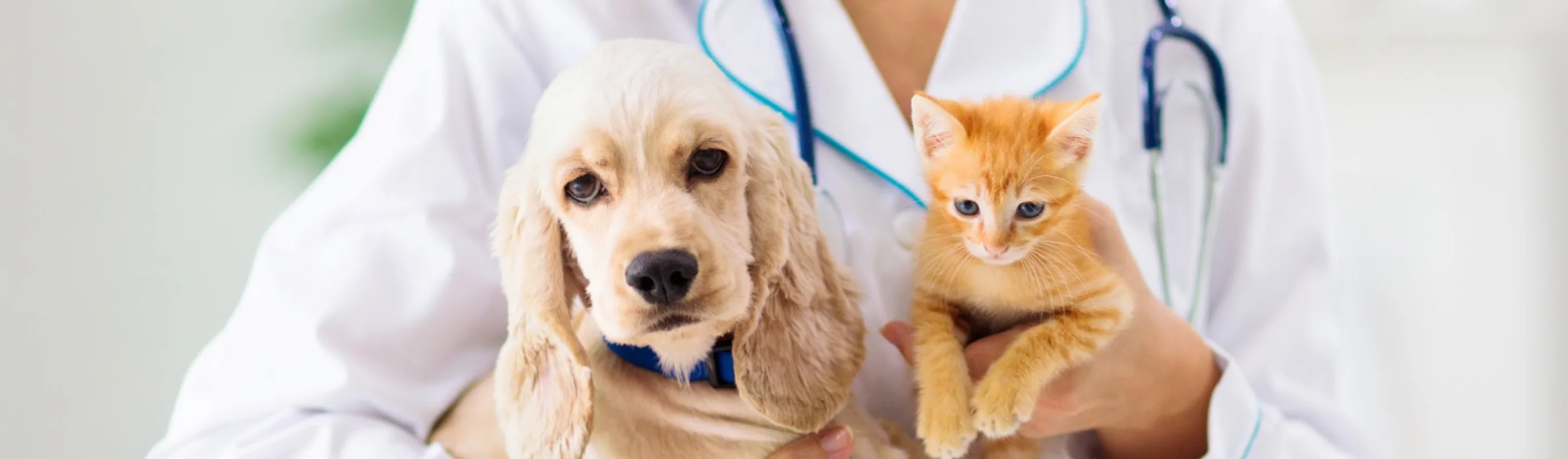 Vet holding dog and cat Vet holding dog and cat