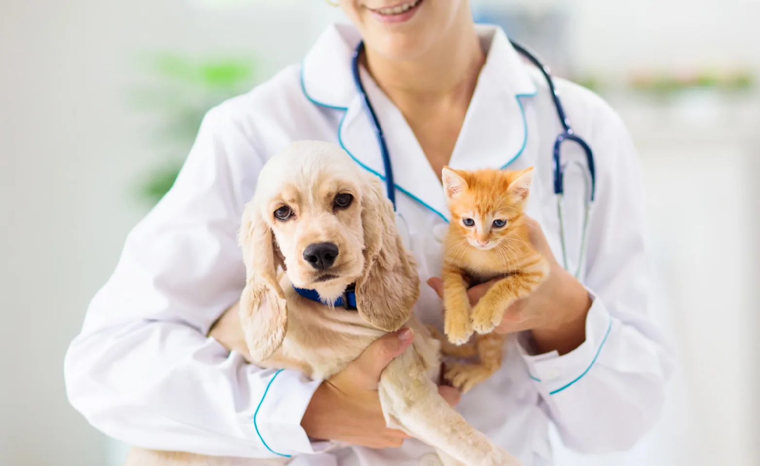 Vet holding dog and cat Vet holding dog and cat
