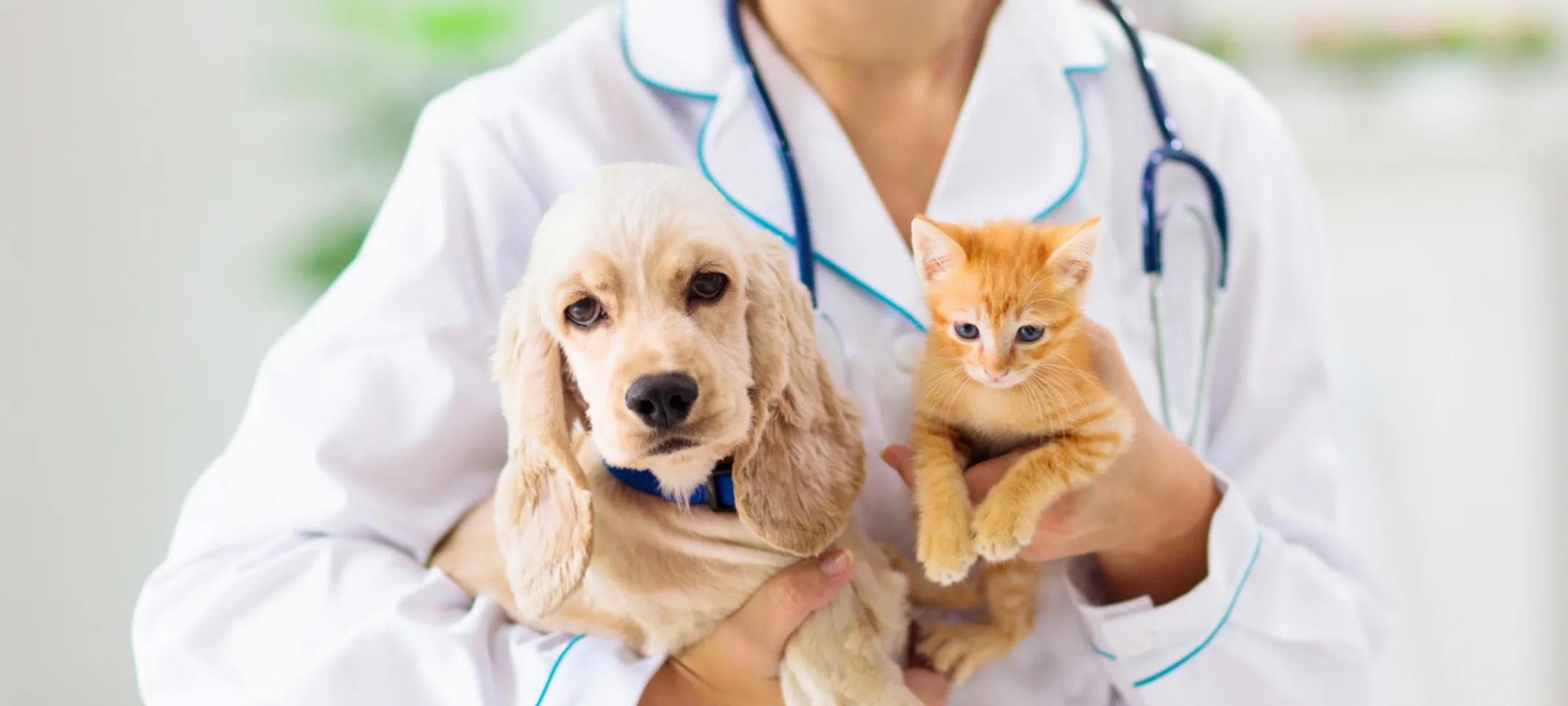 Vet holding dog and cat Vet holding dog and cat