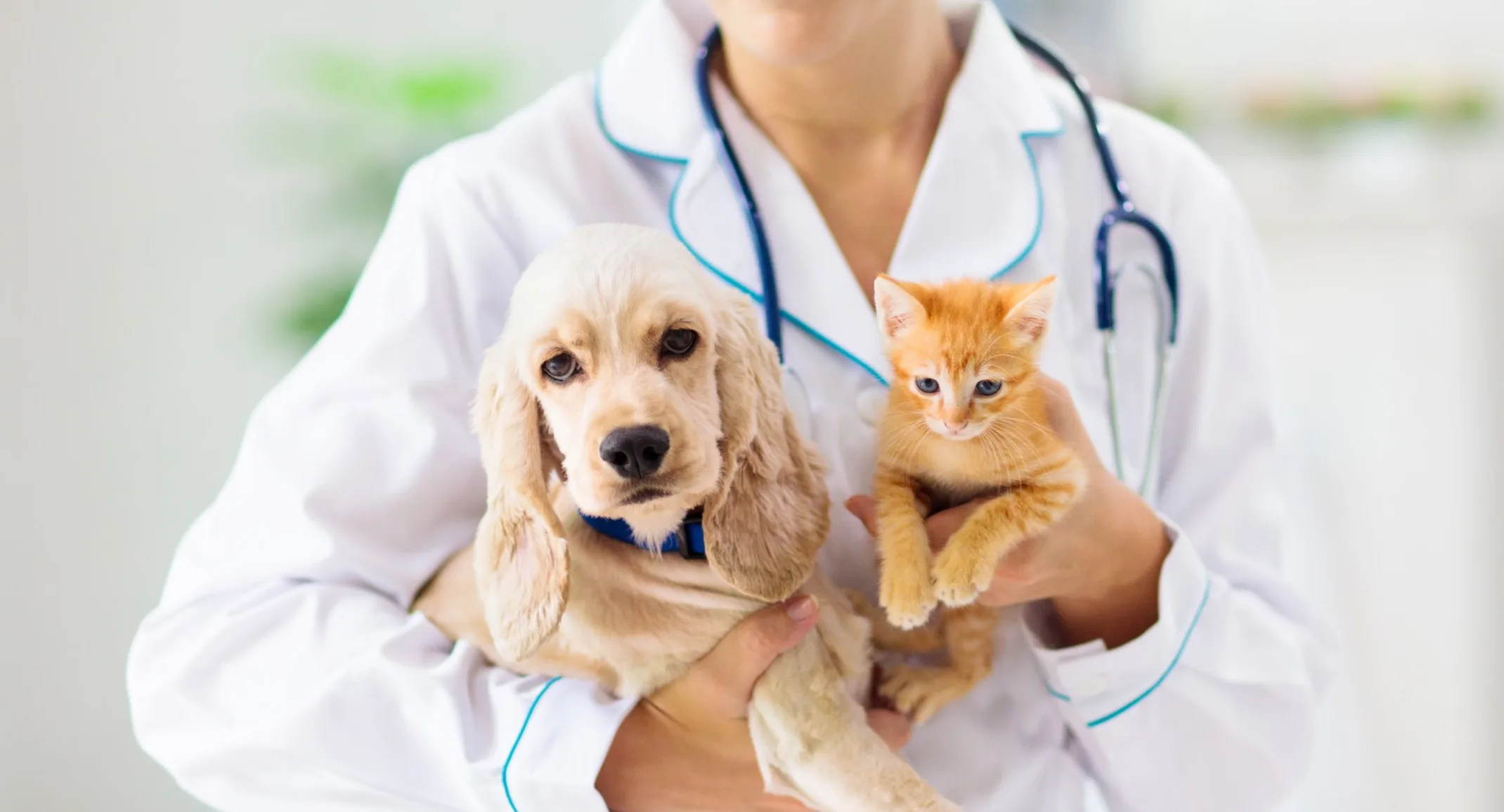 Vet holding dog and cat Vet holding dog and cat