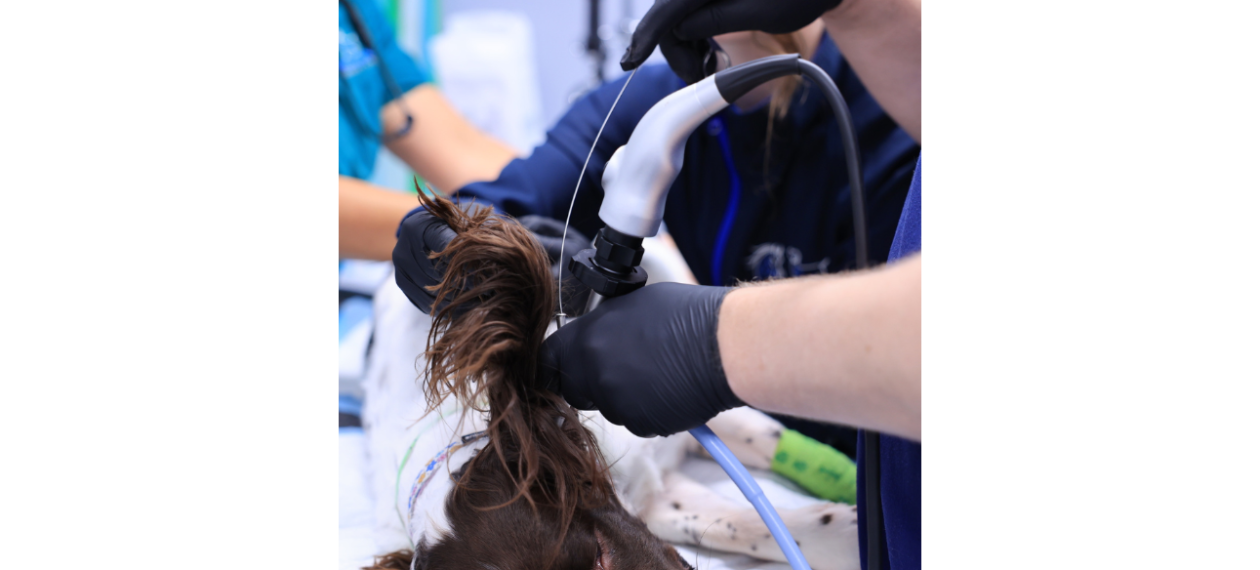 Endoscopy at Animal Medical Center of Plainfield