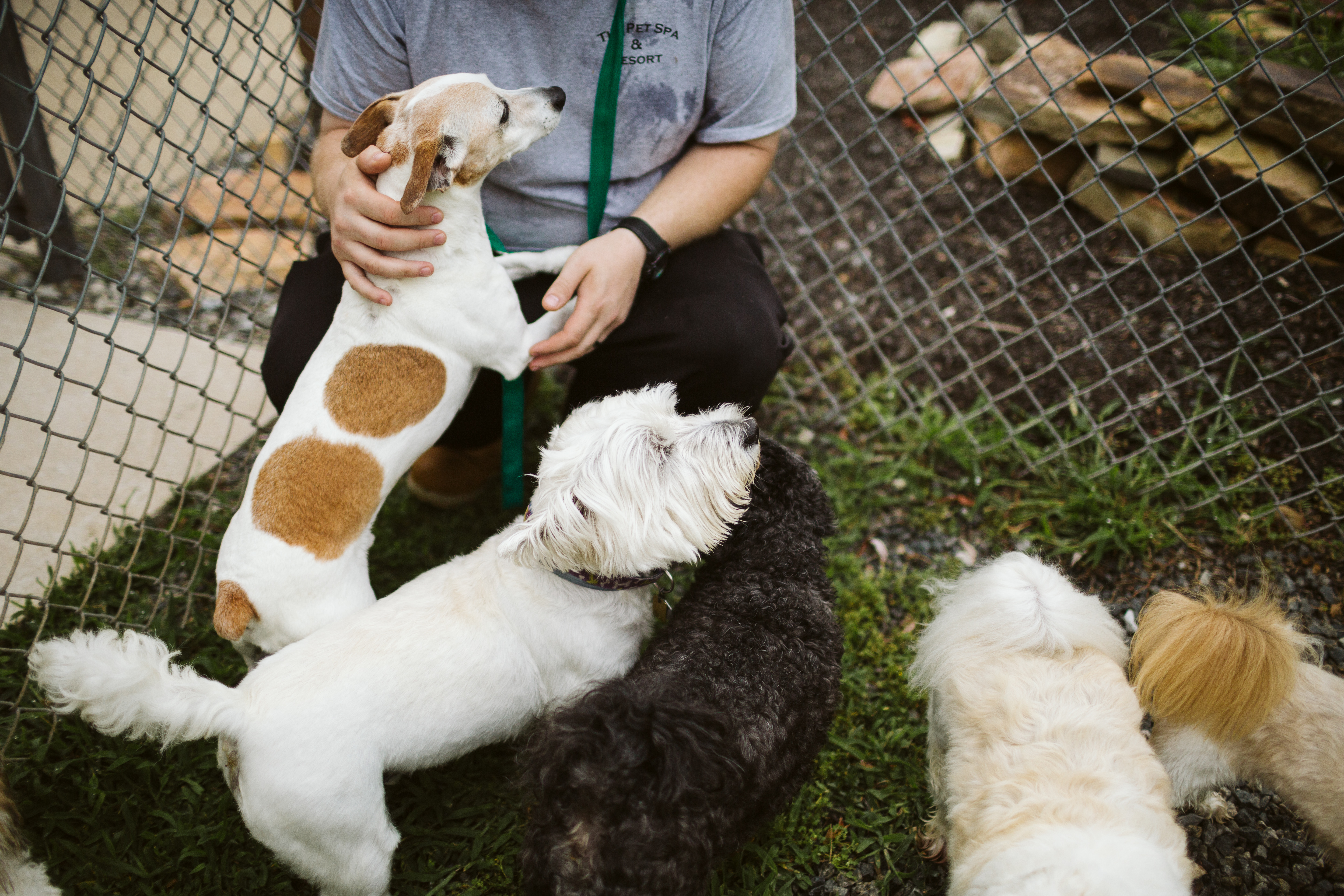 The Pet Spa & Resort Doggie Daycare. Four white dogs and black dog getting petted by one of the Staff members. 