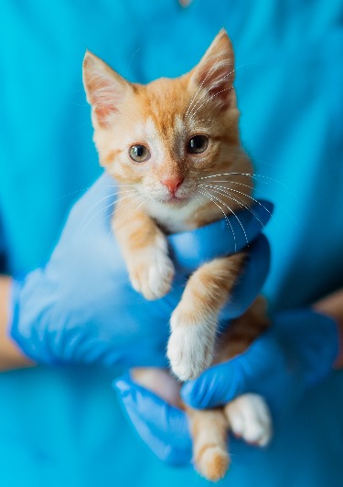 an orange tabby being held