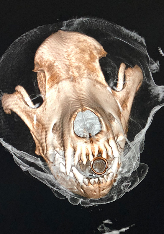 An ultrasound of a dog's skull