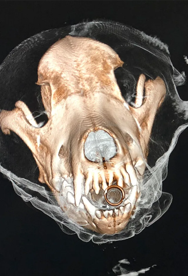 An ultrasound of a dog's skull An ultrasound of a dog's skull