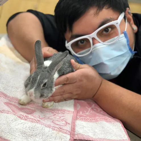 Glen Ellyn staff member with a mask holding a rabbit over a table