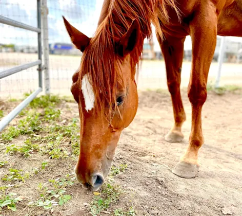 Tictac eating grass Tictac eating grass