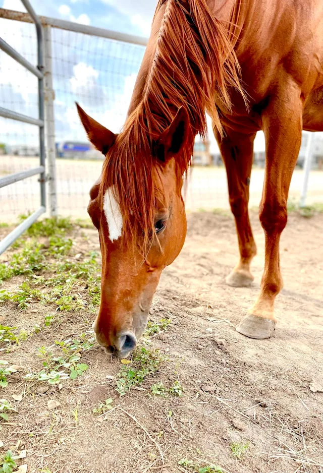 Tictac eating grass Tictac eating grass
