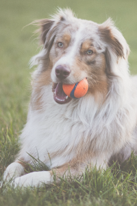Dog with Ball in Mouth at BreedAbove