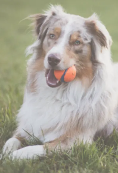 Dog with Ball in Mouth at BreedAbove