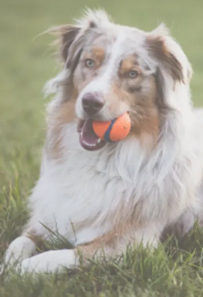 Dog with Ball in Mouth at BreedAbove