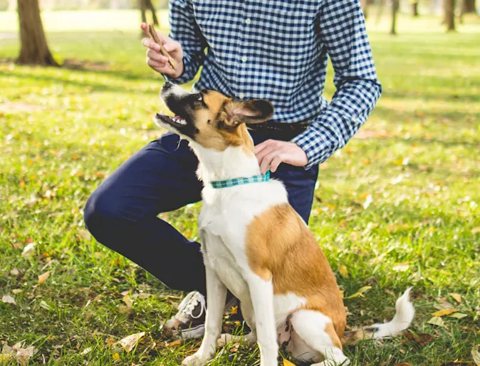 Owner Holding a Treat with a Brown/White Dog Outside Owner Holding a Treat with a Brown/White Dog Outside