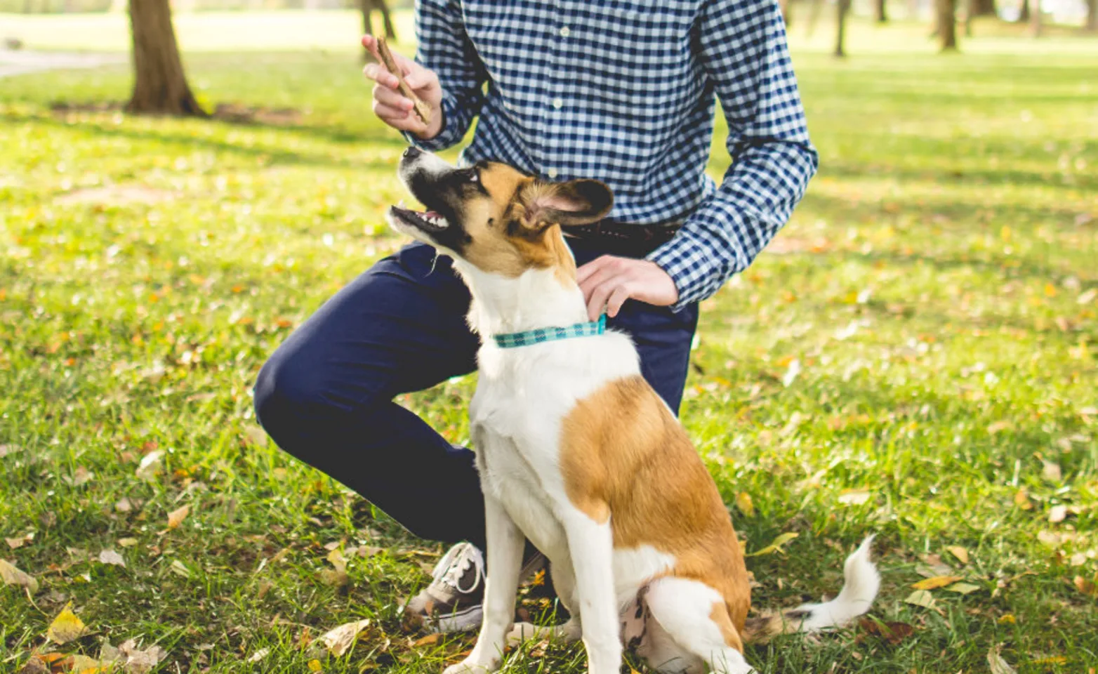 Owner Holding a Treat with a Brown/White Dog Outside