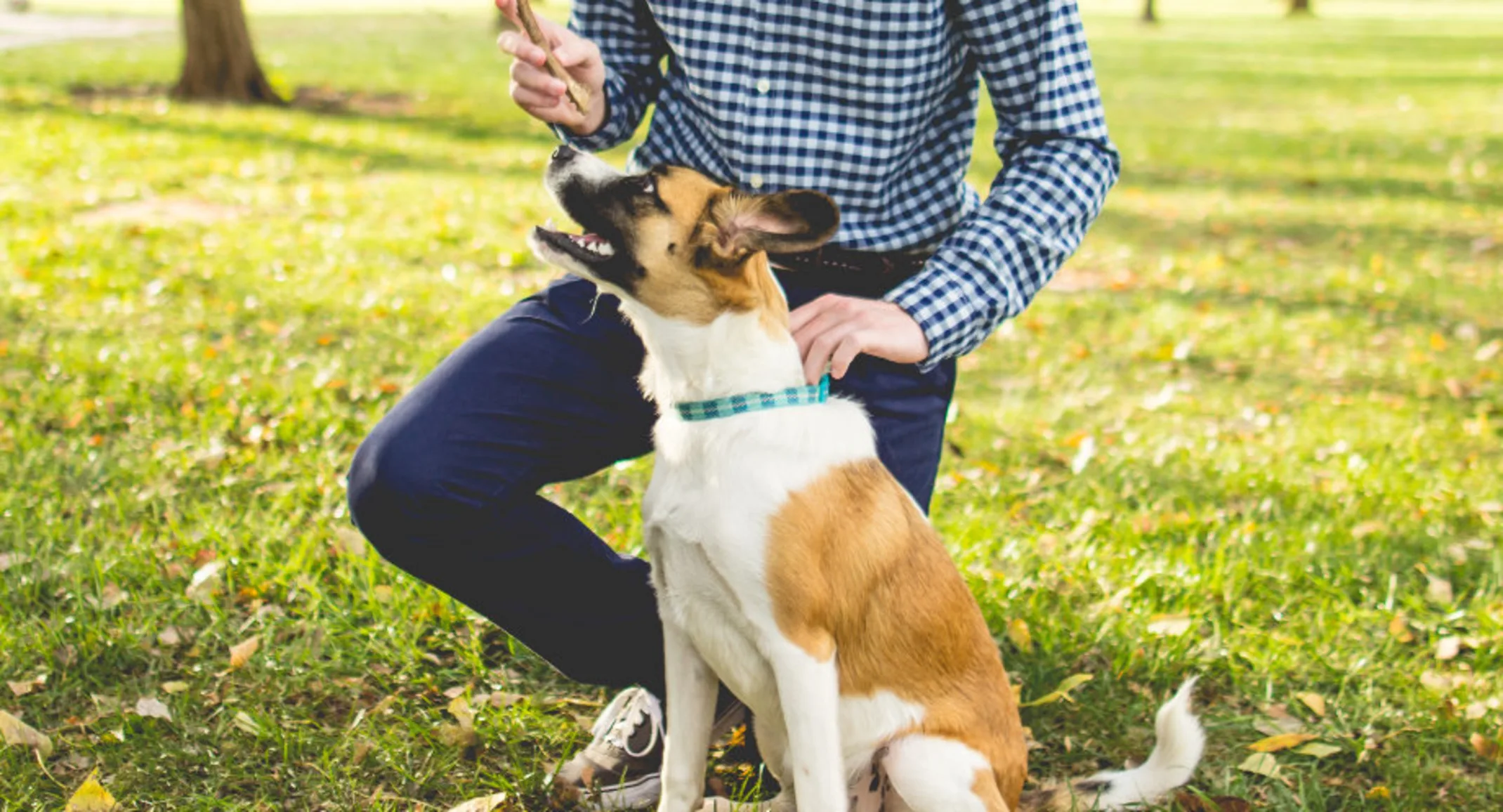 Owner Holding a Treat with a Brown/White Dog Outside Owner Holding a Treat with a Brown/White Dog Outside
