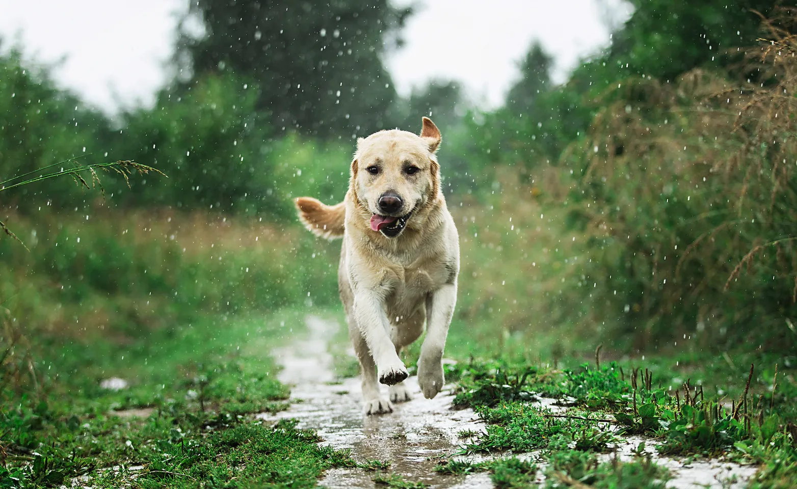 Dog running through puddle