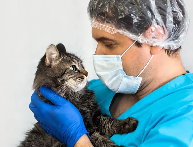 Male staff veterinarian with covid-19 mask is holding a black and grey tabby cat.