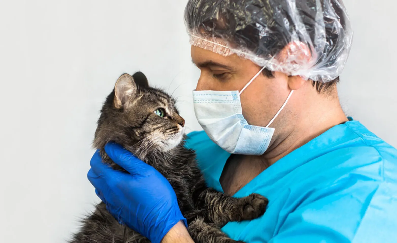 Male staff veterinarian with covid-19 mask is holding a black and grey tabby cat.